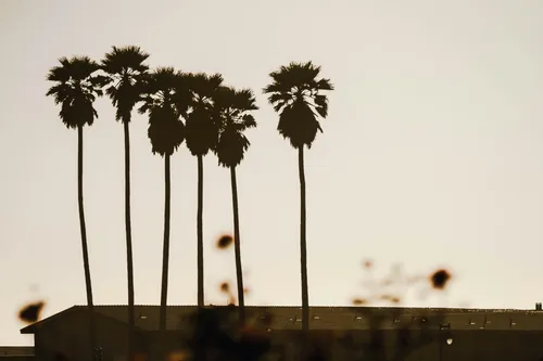 Tree-lined residential street in Brea — a north Orange County city known for its downtown, strong schools, and Brea Olinda Unified School District